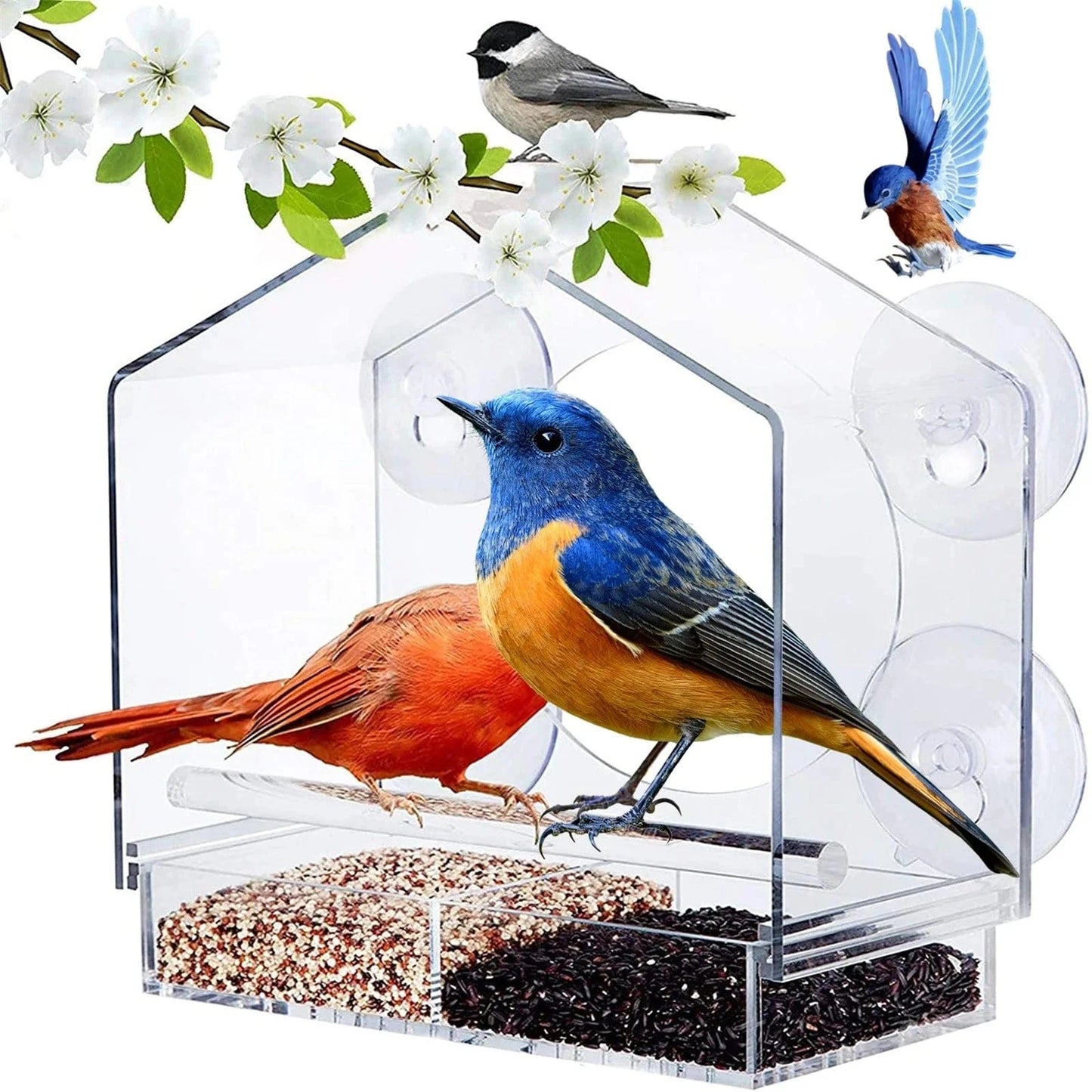Τροφοδοσία πουλιών Premium για Windows